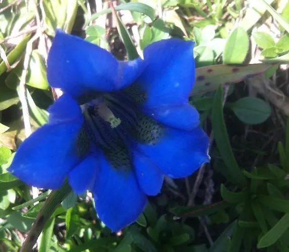 מלון Restaurant La Couronne